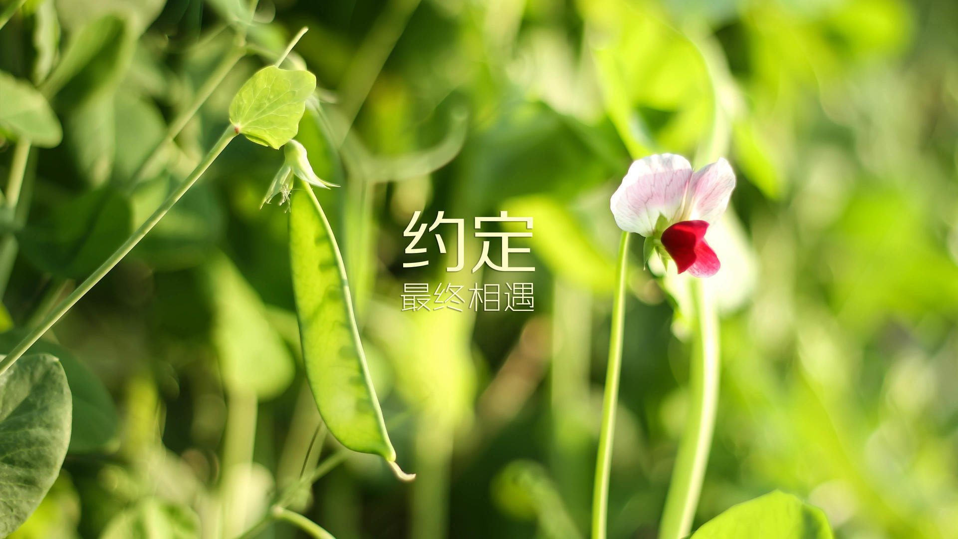 山东泰山年轻球员崭露头角，山东泰山球队现队员