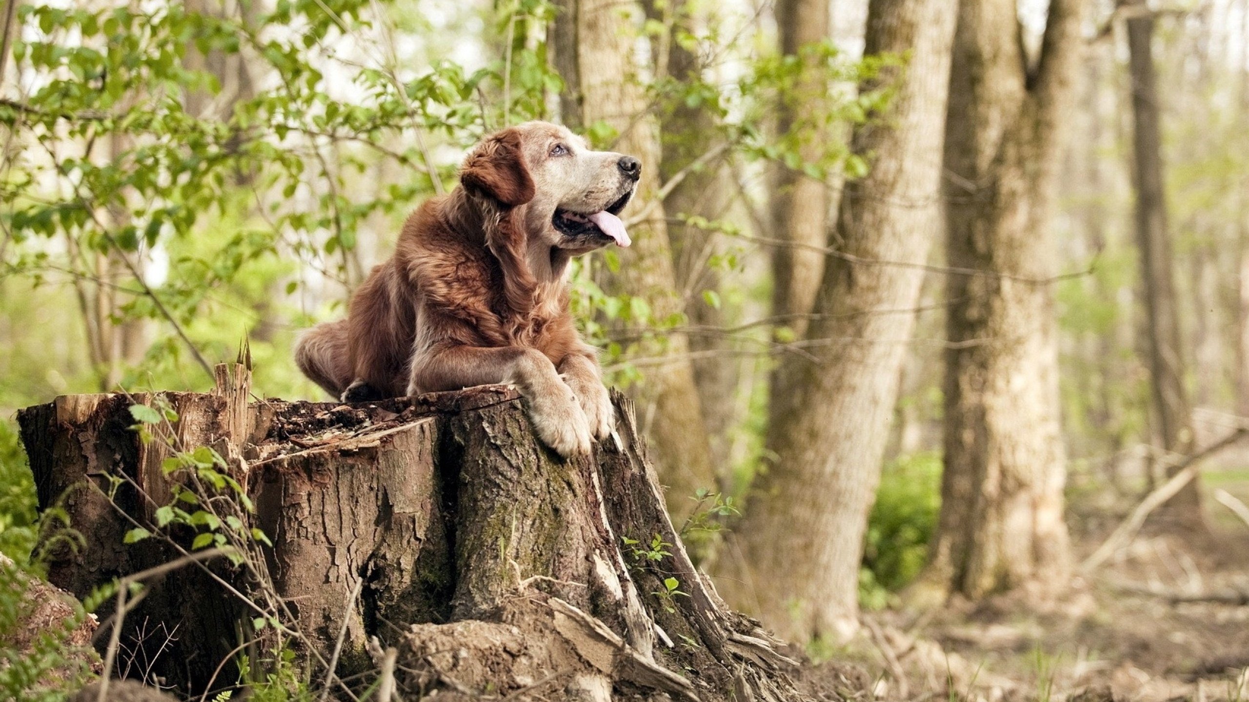 世界杯精彩瞬间：永恒记忆的集锦大放送，世界杯纪念足球