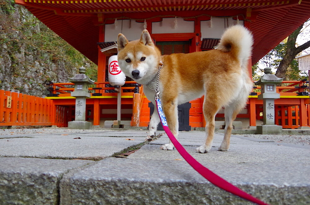 乌干达女篮在非洲锦标赛中再创佳绩，体育影响不断扩大，乌干达女子篮球联赛