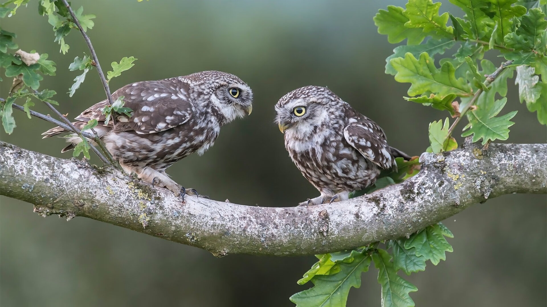 爱尔兰男子橄榄球队引领欧洲橄榄球风潮,橄榄球aig